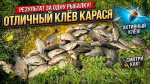 Хороший клёв карася.  Снова в Тугозвоново