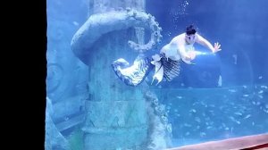 Винперл Вьетнамский диснейленд Шоу русалки и её братьев