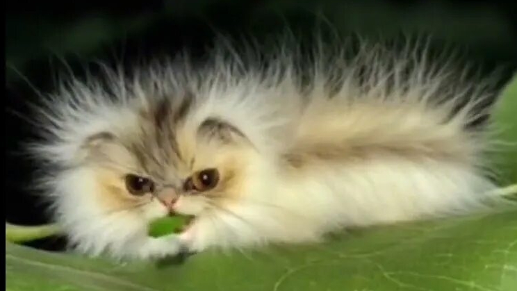 призыв котогусеници смотреть онлайн