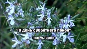 Прямая Трансляция
