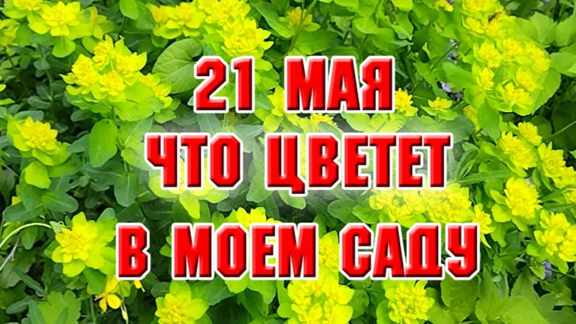21 мая. Что у меня расцвело в саду. Клубничные грядки