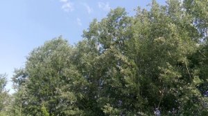 голос  иволги.