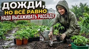 Дожди, но надо высаживать рассаду