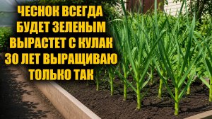 Никакой химии! Чеснок кормлю этим и он никогда не желтеет и вырастает размером с кулак!
