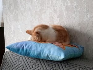 играем в озвученный зоопарк