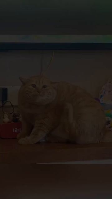 Нелёгкая жизнь котиков😌