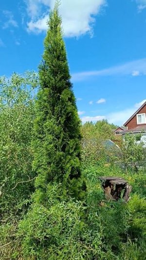 Деревья на даче часть 3