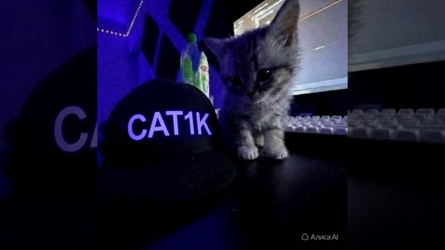 ава для CAT1K смотреть онлайн