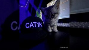 ава для CAT1K
