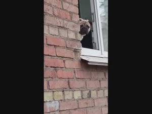 Мопс выглядывает The pug is peeking out
