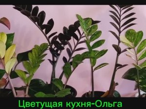 Выбираю ☝️ рахисы, листики замиокулькаса. Для успешного укоренения. Как это делаю.