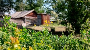 Трава по пояс 🌿 План «Покос» активирован