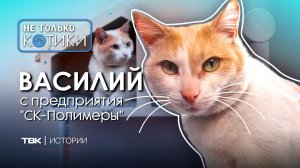 Пушистый сотрудник предприятия «СК-Полимеры» Василий / «Не только котики»