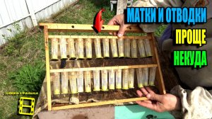 ВЫХОД МАТОК И ИДЕАЛЬНЫЕ ОТВОДКИ ИЗ ВТОРЫХ КОРПУСОВ (ДВУХ МАГАЗИНОВ). ПЧЕЛОВОДСТВО 26-15