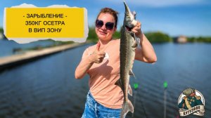 Запуск осетра 350кг