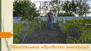 Первая обработка ВИНОГРАДНИКА медьсодержащими препаратами в этом сезоне