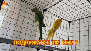 Первое знакомство ожереловых попугаев – к зелёному привезли жёлтого (1)