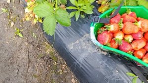Мы одни на клубничном поле собираем ягоду