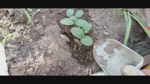 Высаживаю рассаду огурцов в теплые грядки. Отвечаю на вопросы.