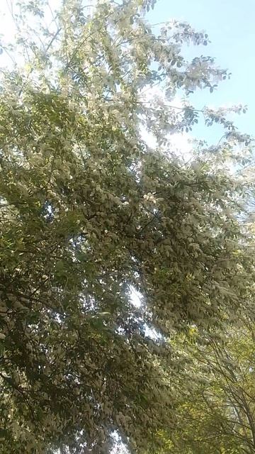 bird cherry смотреть онлайн