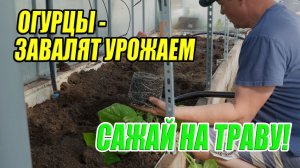 Секрет посадки огурцов и тыкв: что класть в посадочную яму – бесплатное удобрение.