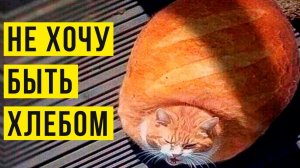 Кот не хочет быть хлебом!) Приколы