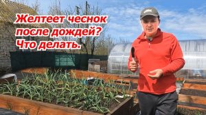 Почему желтеет чеснок даже после подкормки и что с этим делать.