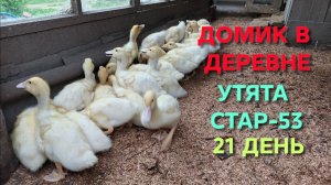 Домик в деревне До какого возраста кормить утят стартовым кормом