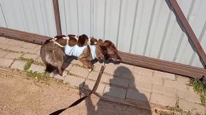Знакомьтесь, мама Огонёчка! Маленькая, нежная, милая собака, хотя всю жизнь сидела на цепи...