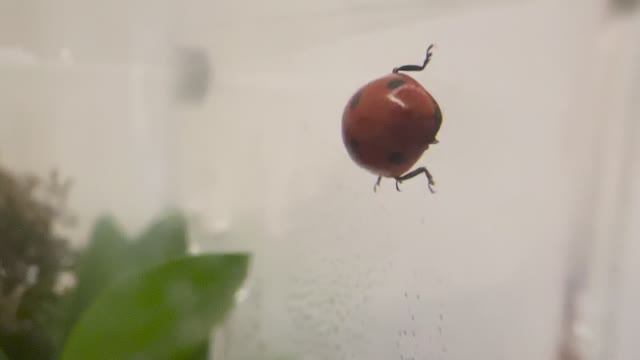 Я приручил божьих коровок 🐞