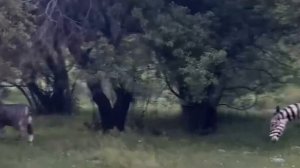 Бизнесмен из Казахстана затюнинговал ослов под зебр