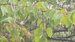 Дождь стеной⛈️ 23.05.26 #Кисловодск