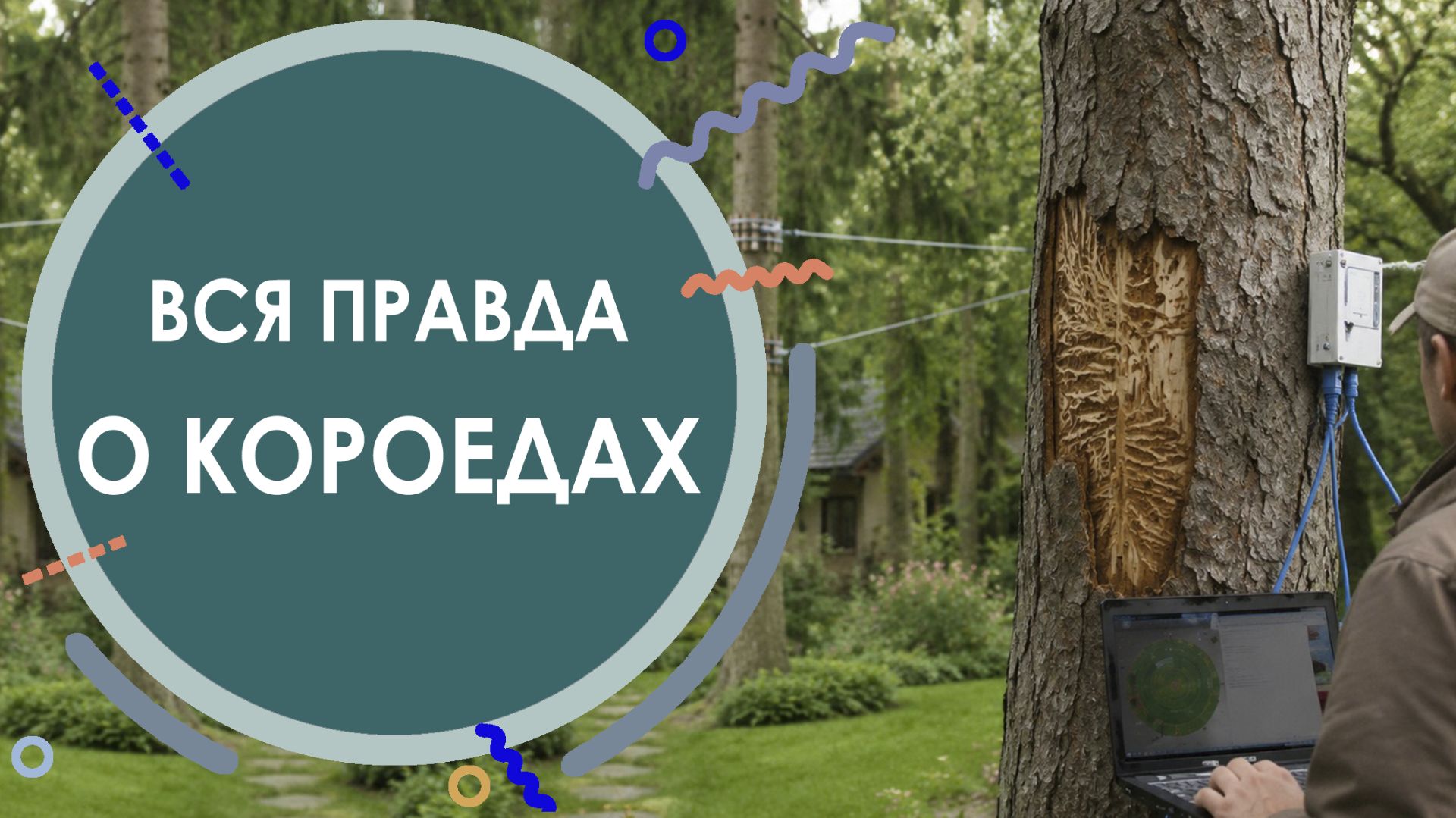 ВСЯ ПРАВДА О КОРОЕДАХ
