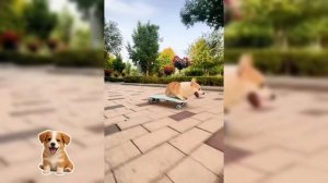 Собаки на скейтборде( К сожалению ,несколько секунд музыки не хватило для видео).