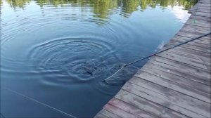 Утренний обзор с нижнего водоёма. Клёвое место, Лосиный остров.