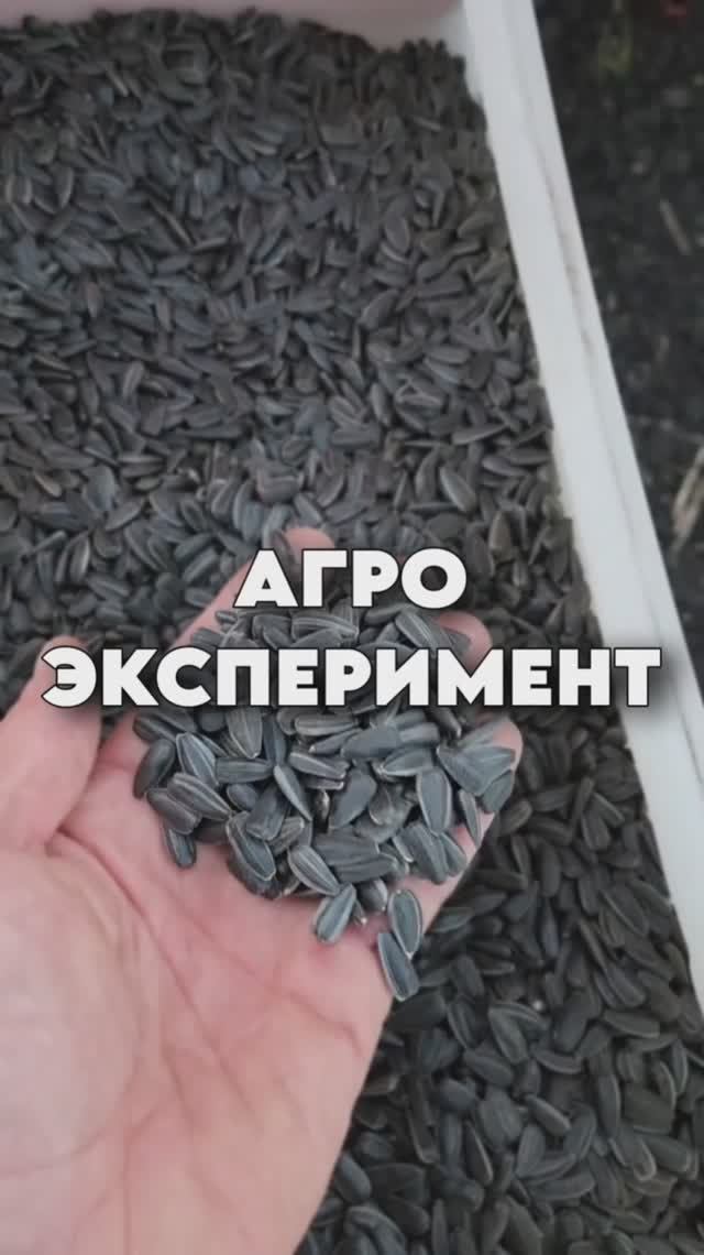 Эксперимент с подсолнечником #AUM #YogaFerma  #сельскоехозяйство #RWA #поле #подсолнечник