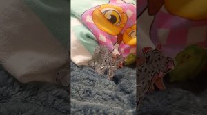 Зелёная собака 🍋🟩 1 часть