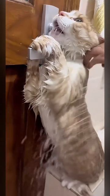 Игривые котики😜