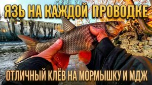 Рыбалка. Мормышка & микроджиг . Бешеный клев. Язь на каждой проводке. Рыбалка с Johnny fish.