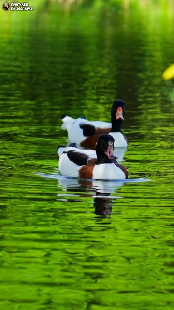 Заплыв уток на Полюстровских прудах🦆