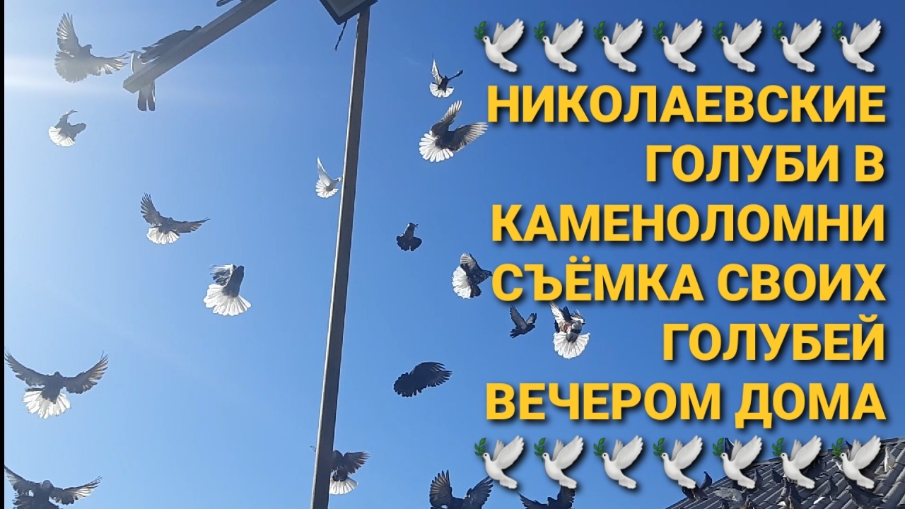 🕊🕊🕊 Снимаю своих голубей вечером дома. Николаевские голуби в Каменоломни.
