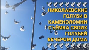 🕊🕊🕊 Снимаю своих голубей вечером дома. Николаевские голуби в Каменоломни.