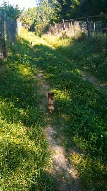 Охрана на месте: это не наш кот!