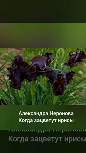 Александра Неронова «Когда зацветут ирисы»