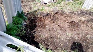 Во дворе тоже посадил картоху 🙂