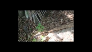 13 день уборки в заброшенном доме и участке. перезалив