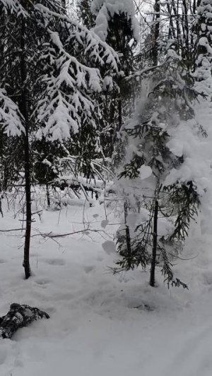Снежный дождик.