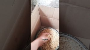 крыса пробролась в мой курятник