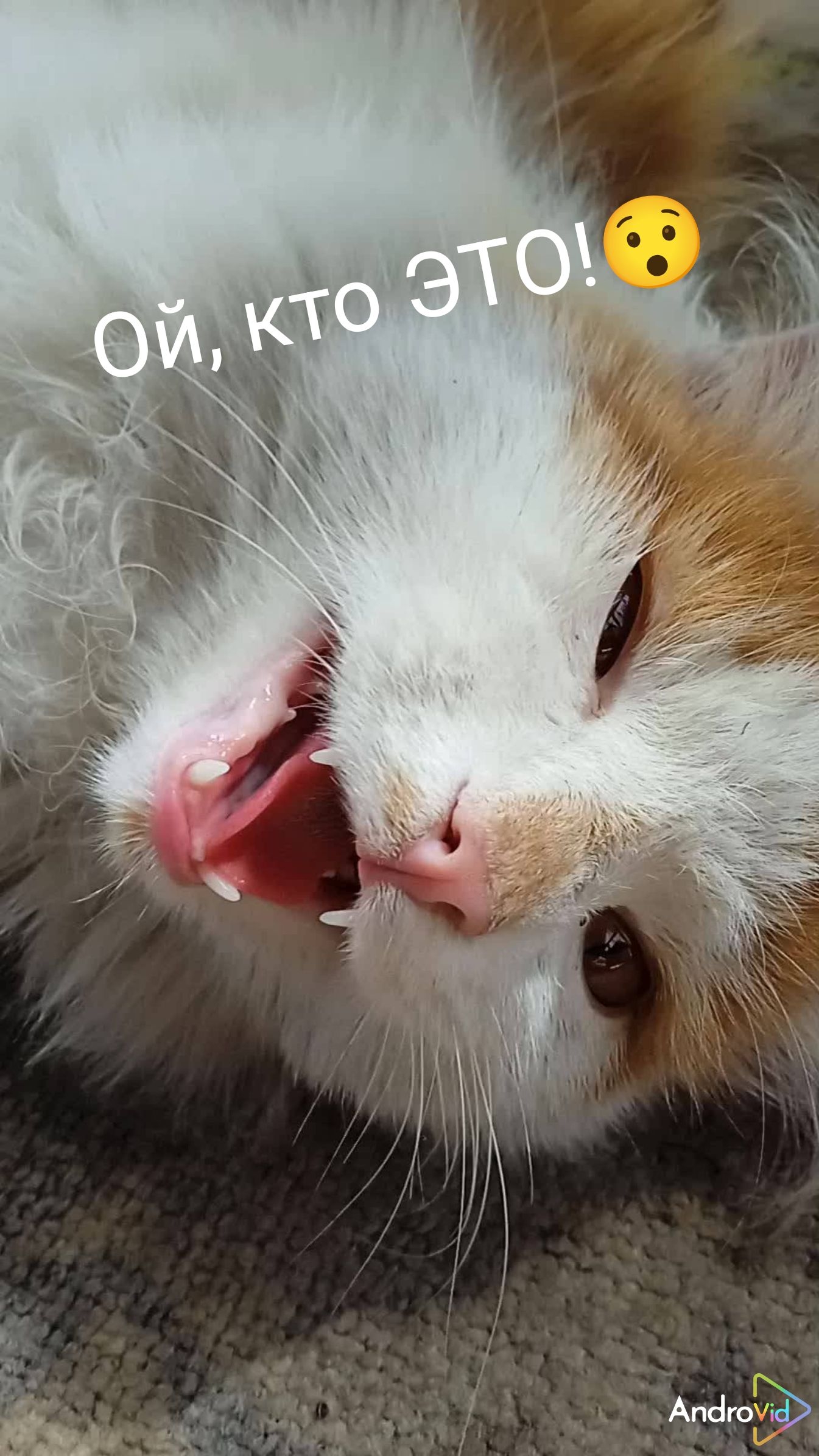 Кто Я!? 😳🤣 23-05-2026