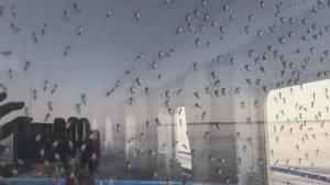 Нашествие Городецкого гнуса на т/х МАКСИМ ЛИТВИНОВ